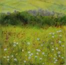 Dartmoor Flower Meadow
