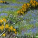 Gorse and bluebells in a Dartmoor Landscape