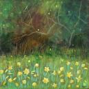Wild Daffodils Hembury Woods